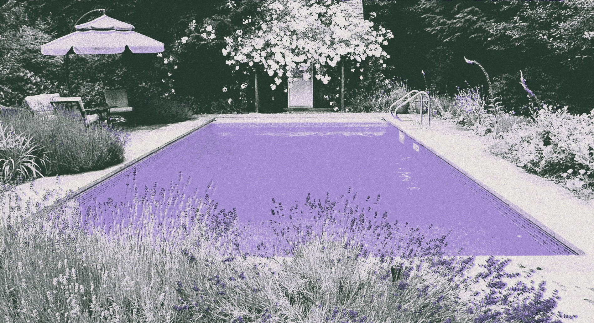 The heated outdoor pool at Wetherly Inn, edged with lavender and a rose arbour, printed in green and lavender